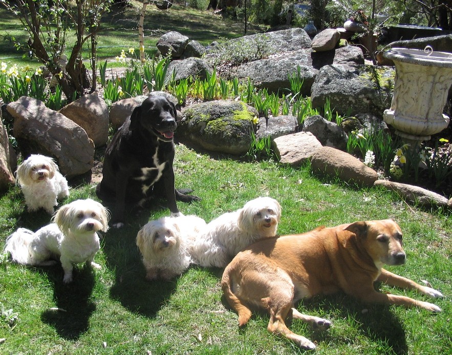 BGDogs
