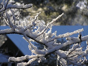 BGSnow