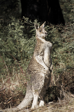 Kangaroo