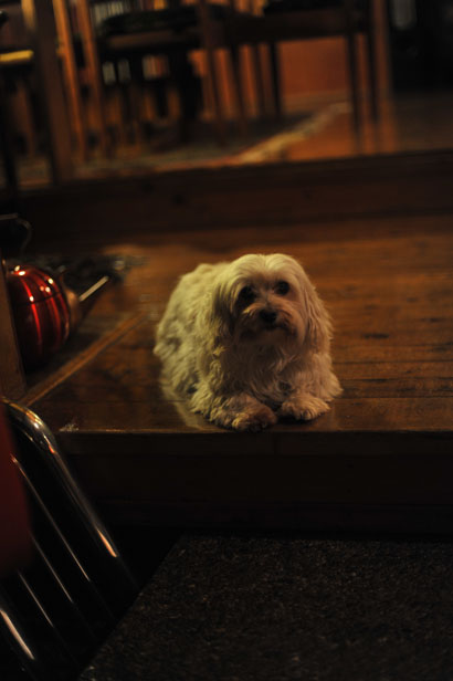 Millie the dog