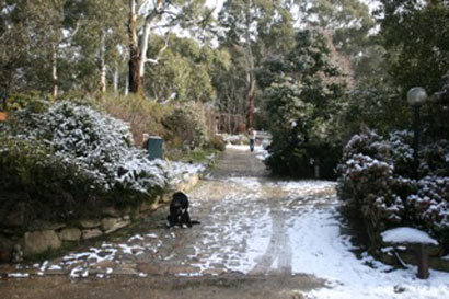 Driveway with Snow and dog